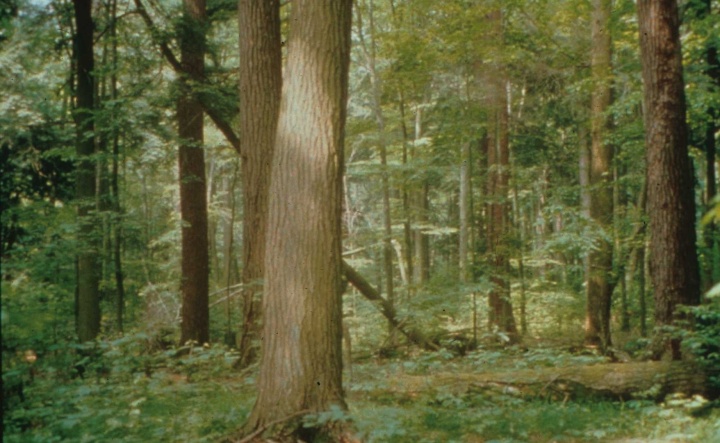 Figure 1: The ‘original’ forest: Tionesta Old Growth Area, Allegheny National Forest (Source: US Department of Agriculture, Forest Service, Allegheny National Forest)